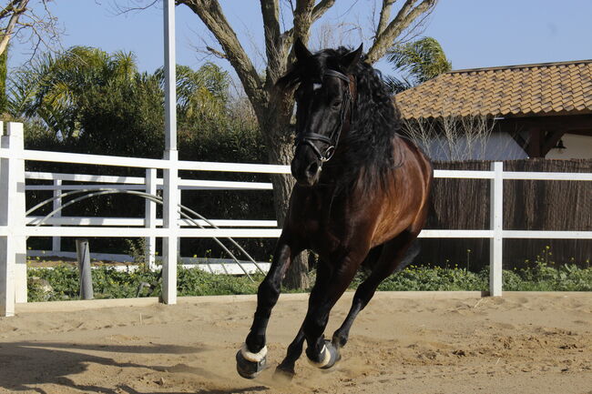 Bildschöner Mädchentraum mit top Abstammung, Pia , Horses For Sale, Conil de la Frontera, Image 2