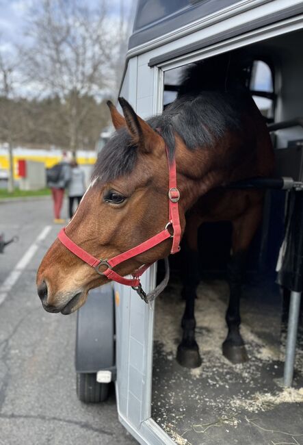 Hübsche Stute, Jasmin Steiner, Horses For Sale, Wien