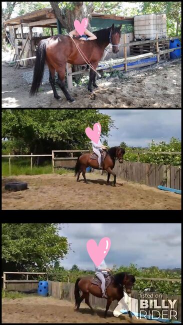 Schicke Stute, Jasmin, Horses For Sale, Speyer, Image 4