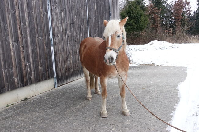 Schöne Stute, Sabine Fechner, Horses For Sale, Triftern