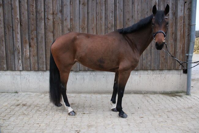 Schöne Stute mit hervorragenden Grundgangarten, Julia Kutscherauer, Horses For Sale, Wiesloch, Image 4