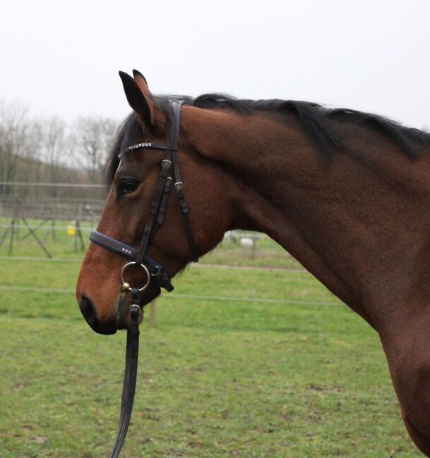 Schöne Stute mit hervorragenden Grundgangarten, Julia Kutscherauer, Horses For Sale, Wiesloch, Image 2