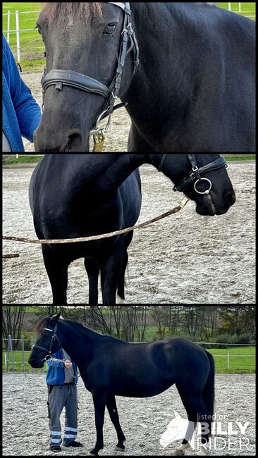 Wunderschöne Stute mit tollem Charakter, Anna Dieringer, Horses For Sale, Judenleiten, Image 4