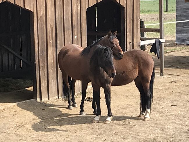hübsche Stute umständehalber abzugeben, Barbara Masmeier, Horses For Sale, Sierndorf, Image 5