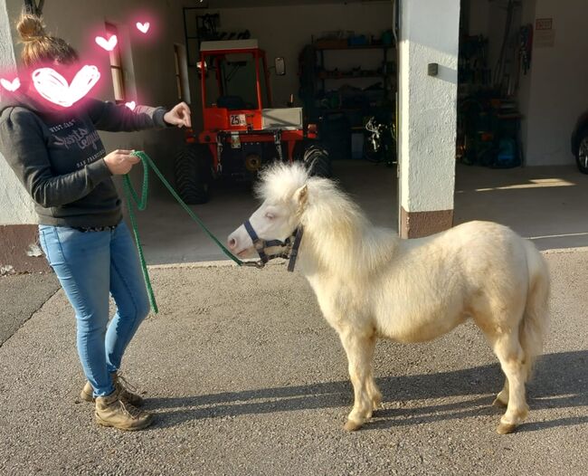 Wunderschönen MiniShetty Hengst, Susanne Hacksteiner, Horses For Sale, Taxenbach, Image 5