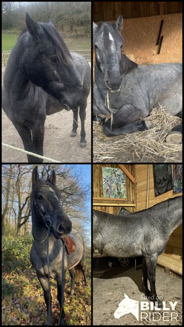 Wunderschöne Murgesen Stute, Klaudia Schulz , Horses For Sale, Velbert langenberg, Image 5