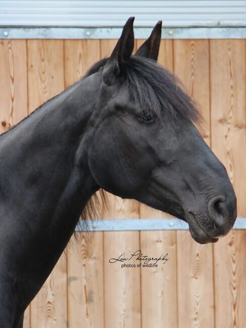 Wunderschöne Nonius Stute, Maria Volgger, Horses For Sale, Mareta, Image 11