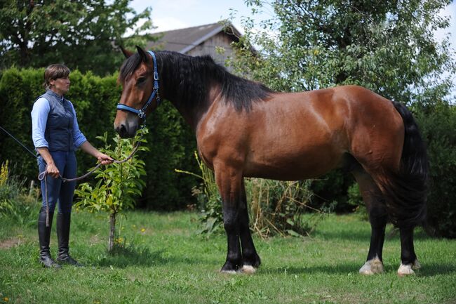 Wunderschöner großrahmiger Norikerwallach, Sarah Kaswurm , Horses For Sale, St Kanzian