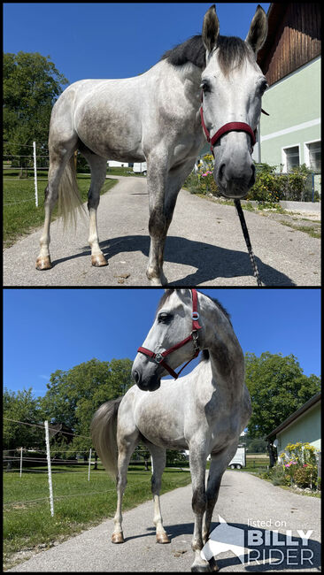 Wunderschöner ÖWB Wallach Cosmopolitan, Sophie Kneidinger, Horses For Sale, Am Landlberg, Image 3