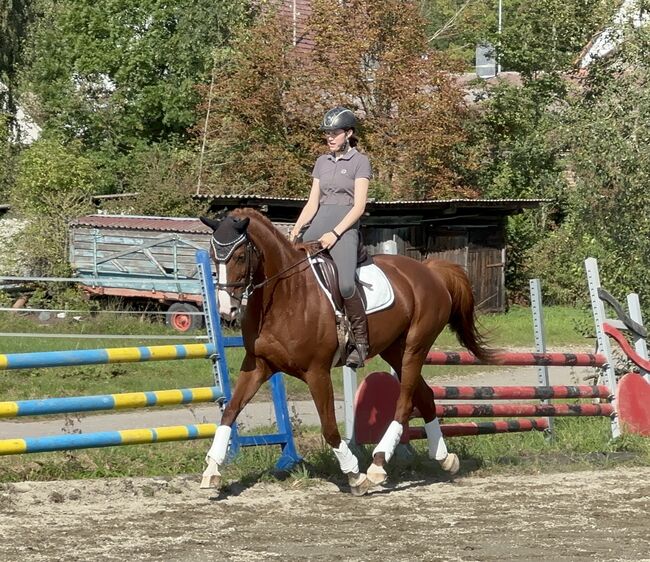 Bildschöne Oldenburger Stute, Charlott Eggenberger , Horses For Sale, Winterthur 