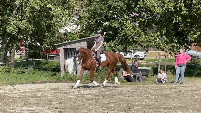 Bildschöne Oldenburger Stute, Charlott Eggenberger , Horses For Sale, Winterthur , Image 3