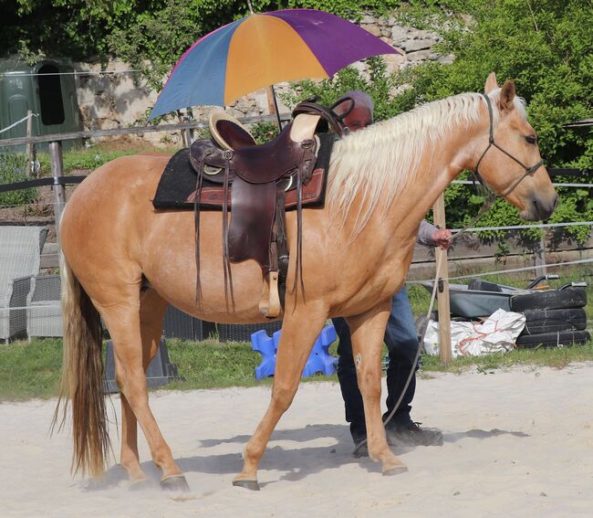 Bildhübsche Palomino (Roan) Quarter Horse Stute - Ein echter Eyecatcher mit Talent und Charakter, Kerstin Rehbehn (Pferdemarketing Ost), Horses For Sale, Nienburg, Image 16