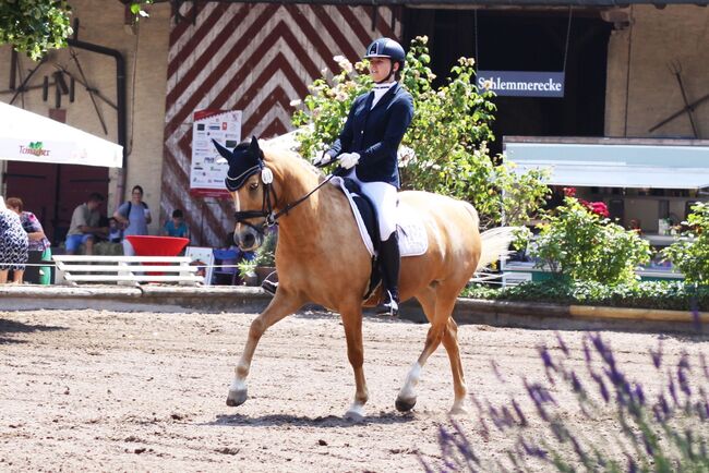 Wunderschöne Pony FEI Offerte, Romy Wetzel, Horses For Sale, Biblis, Image 5