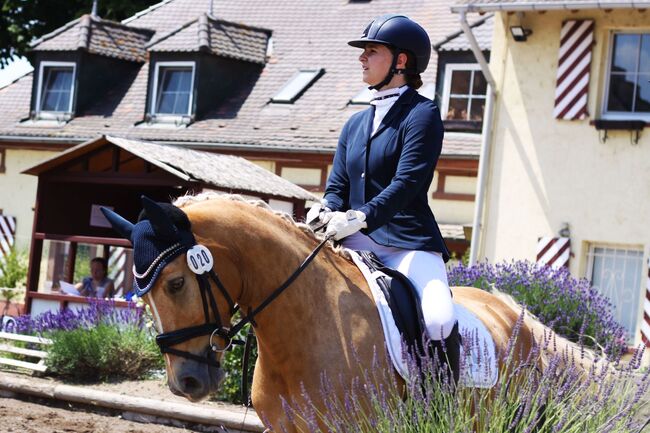 Wunderschöne Pony FEI Offerte, Romy Wetzel, Horses For Sale, Biblis, Image 2