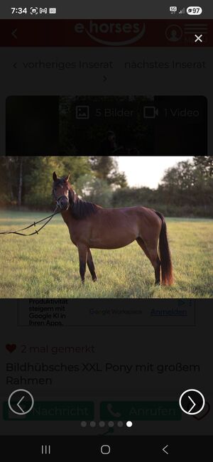Bildschöne Ponystute, Marita Sedlaczek, Horses For Sale, Colditz