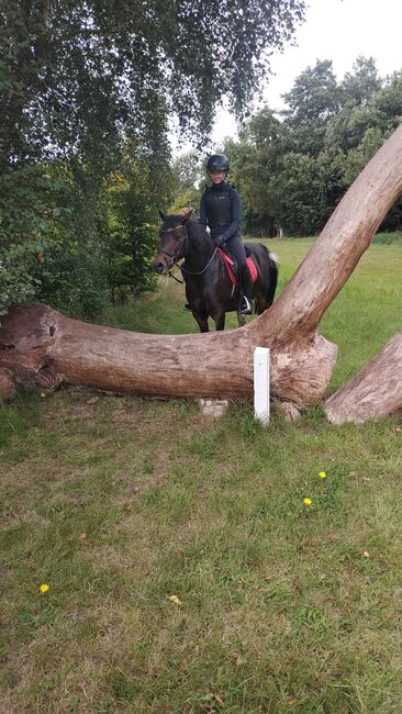 Hübsche Ponystute, B.M., Horses For Sale, Großheide, Image 3