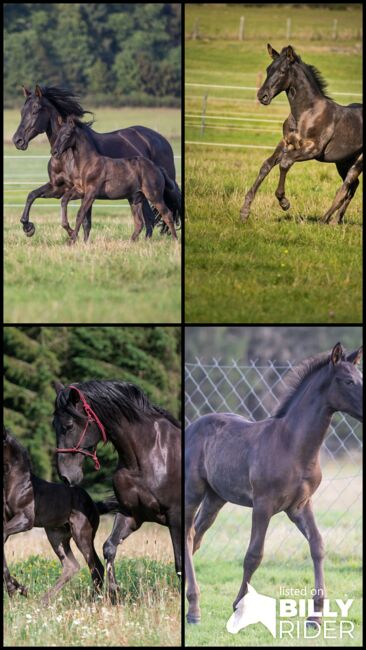 Wunderschöner PRE Hengst, Nováková , Horses For Sale, Nova Bystrice , Image 10