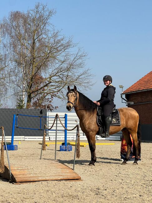 Wunderschöner PRE in buckskin - jung, lernfreudig & mega sitzbequem, Kerstin Rehbehn (Pferdemarketing Ost), Horses For Sale, Nienburg