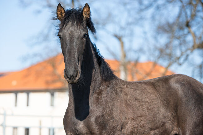 Wunderhübsche PRE Stute, Nováková , Horses For Sale, Nova Bystrice , Image 7