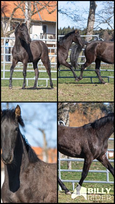 Wunderhübsche PRE Stute, Nováková , Horses For Sale, Nova Bystrice , Image 11