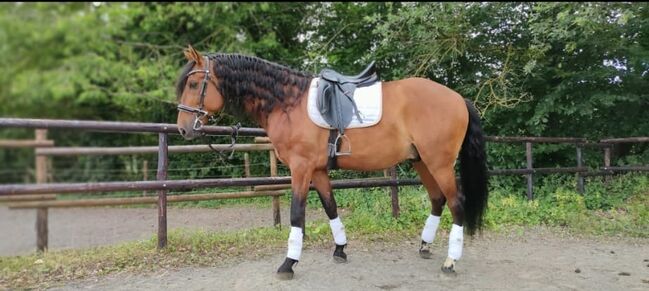 Bildhübscher PRE Wallach 7 Jahre DRESSUR  ANCCE Pure Raza, K. Knorr, Horses For Sale, Nettersheim , Image 2