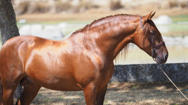 wunderschöner PRE Wallach Dunkelfuchs zu verkaufen, Sabine, Horses For Sale, Fischamend, Image 4