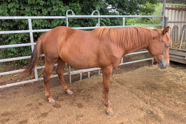 Bildhübsches QH-Nachwuchspferd mit Top-Perspektive im Sport, Kerstin Rehbehn (Pferdemarketing Ost), Horses For Sale, Nienburg