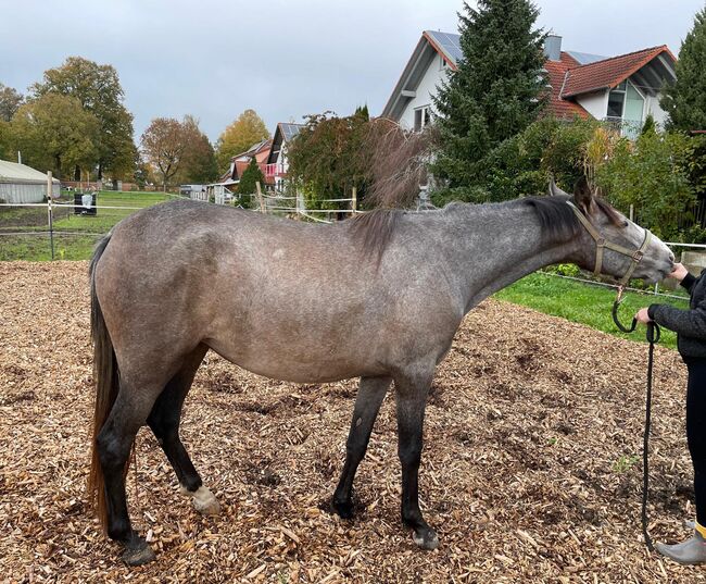 Wunderschöne, rohe PRE Stute mit bester Veranlagung, Kerstin Rehbehn (Pferdemarketing Ost), Horses For Sale, Nienburg, Image 2