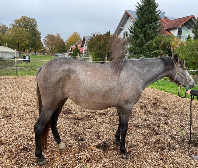 Wunderschöne, rohe PRE Stute mit bester Veranlagung, Kerstin Rehbehn (Pferdemarketing Ost), Horses For Sale, Nienburg