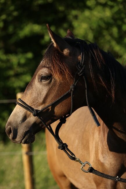 bildhübsches Reining Prospect, Kerstin Rehbehn (Pferdemarketing Ost), Horses For Sale, Nienburg, Image 2