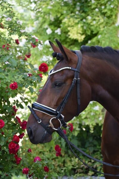 Wunderschöne rittige 5 jährige Lusitanostute zu verkaufen! Piro frei!, Victoria Flad, Horses For Sale, Biessenhofen