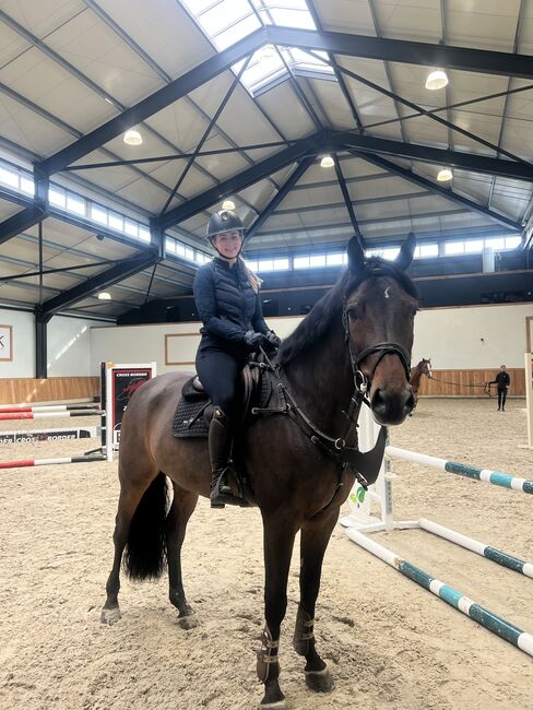Bildhübscher Wallach, Fabienne Fehr, Horses For Sale, Frastanz , Image 2