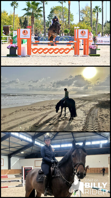Bildhübscher Wallach, Fabienne Fehr, Horses For Sale, Frastanz , Image 4