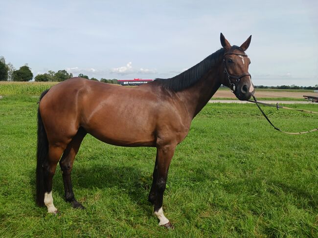 Wunderschöner Wallach, Larissa Pritzl , Horses For Sale, Dillingen, Image 2