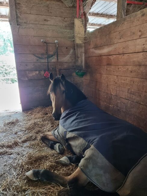Wunderschöner Wallach, rebekka gros, Horses For Sale, hattenheim, Image 5