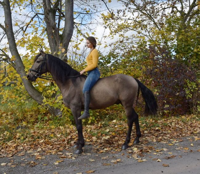 Schicker Wallach, Christian Blosfeld, Horses For Sale, Sangerhausen , Image 4