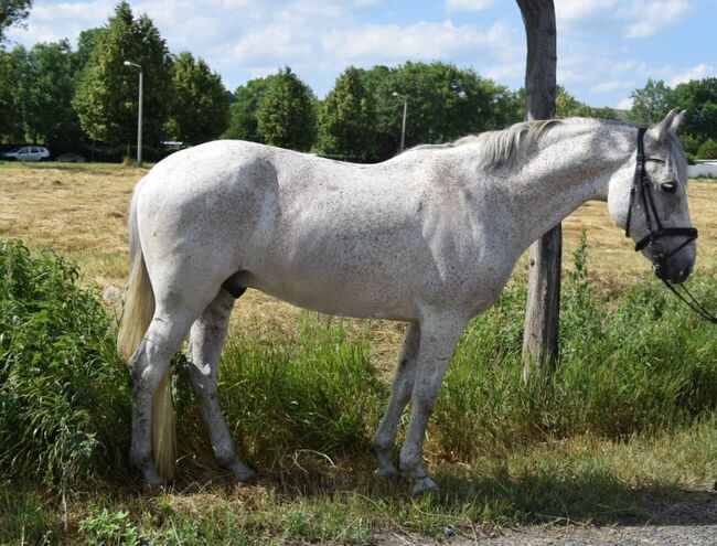 Schicker Wallach, Christian Blosfeld, Horses For Sale, Sangerhausen , Image 6