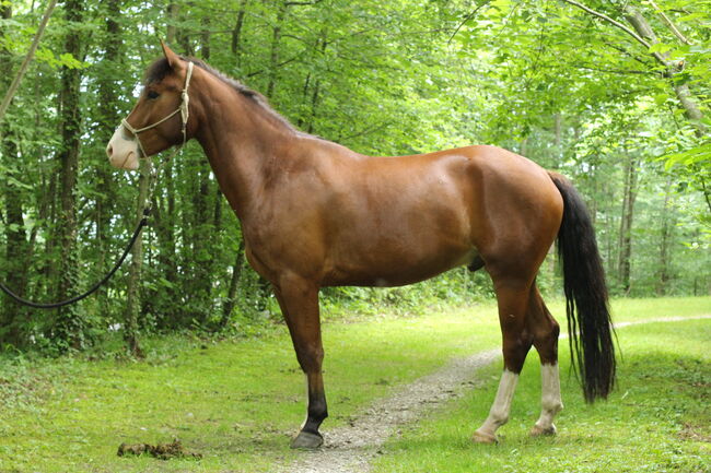 wunderschöner Wallach mit Potenzial, Anja Windlin, Horses For Sale, Kerns, Image 3