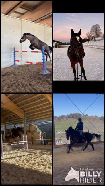 Schöner Wallach mit Potential zu verkaufen, Valentina, Horses For Sale, Sankt Martin am Tennengebirge, Image 5