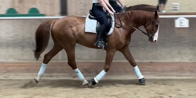 Schöner Wallach mit ausgezeichneten Grundgangarten, Svenya Dänzer, Horses For Sale, Hedingen, Image 3