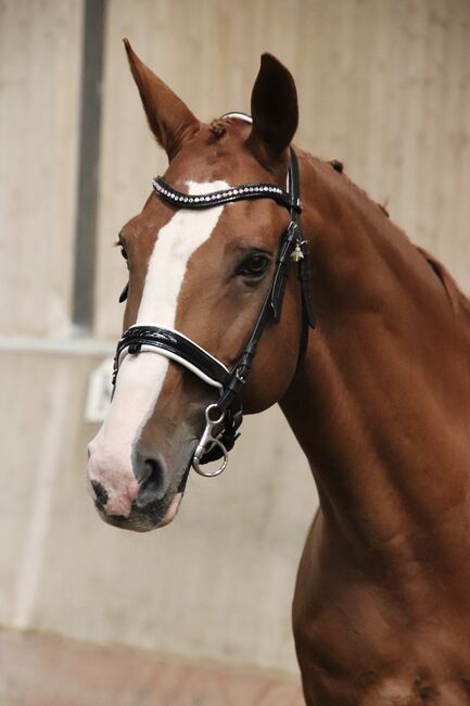 Schöner Wallach mit ausgezeichneten Grundgangarten, Svenya Dänzer, Horses For Sale, Hedingen, Image 9