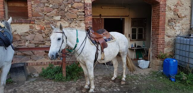 Schöner Wallach sucht liebevolles zu Hause, Tony-Pauline Drawert , Horses For Sale, Döbeln 