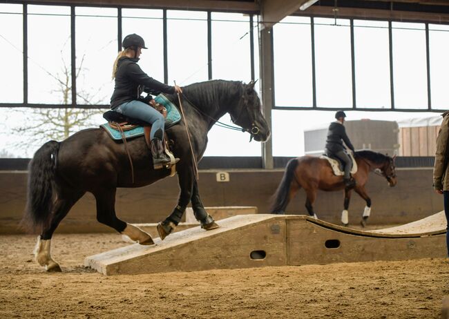 hübscher Wallach - Freizeitpferd, Jessica, Horses For Sale, Remscheid, Image 10