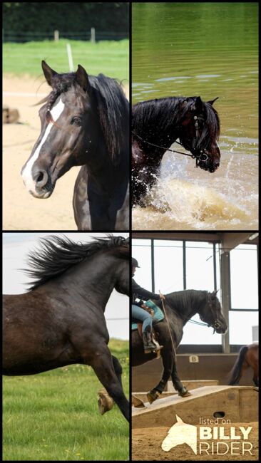 hübscher Wallach - Freizeitpferd, Jessica, Horses For Sale, Remscheid, Image 11