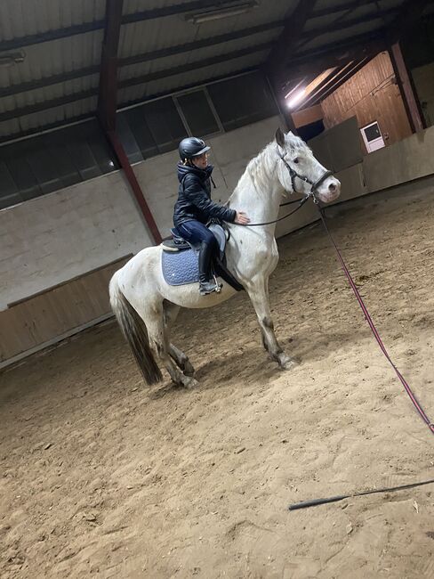 Schöner Wallach sucht bestplatz, Privat , Horses For Sale, Grebenhain 