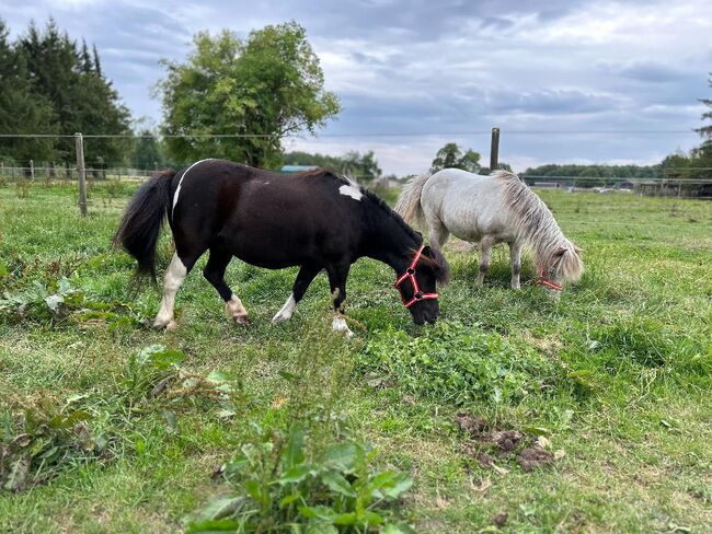 Hübsche Shetty Stute ist auf der Suche nach dir, Sport- und Freizeitpferde Fuchs (Sport- und Freizeitpferde Fuchs), Horses For Sale, Ellgau, Image 4