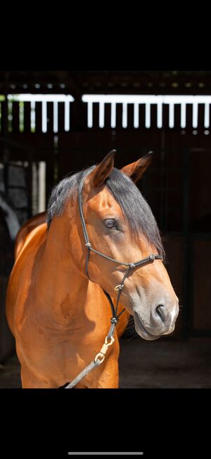 Hübscher Sport Andalusier, Lena , Horses For Sale, Rheinfelden