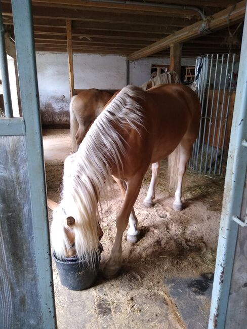 Bildschöner temperamentvoller Edelbluthaflinger-Wallach, 11 Jahre, Michaela, Horses For Sale, Taching, Image 2