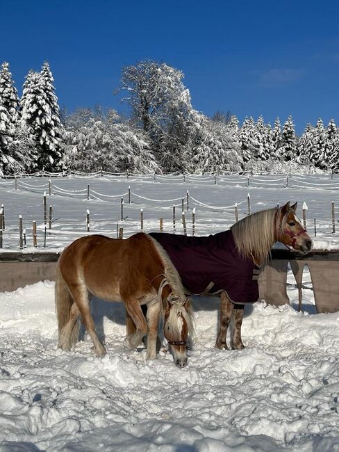 Bildschöner temperamentvoller Edelbluthaflinger-Wallach, 11 Jahre, Michaela, Horses For Sale, Taching, Image 20