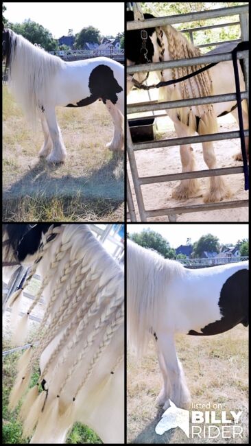 Wunderschöner Tinker Hengst zu verkaufen, Celina , Horses For Sale, Detmold , Image 6